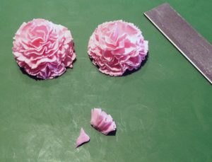 carnation15